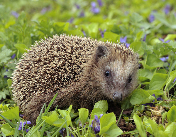 The European Hedgehog - A guide to British fauna