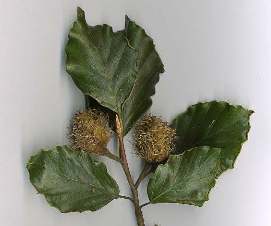 Wild Edible Of The Week - Week 29 - "Beech"