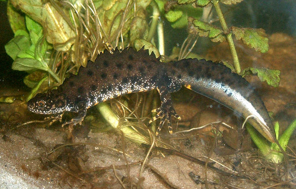 A Guide To British Fauna - The Great Crested Newt