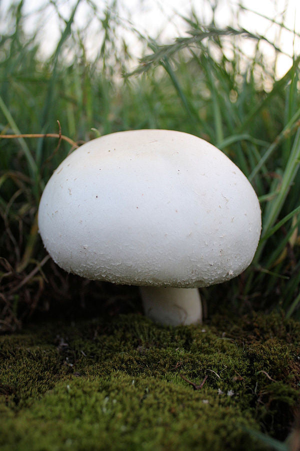 Wild Edible Of The Week - Week 21 - "Horse Mushroom"