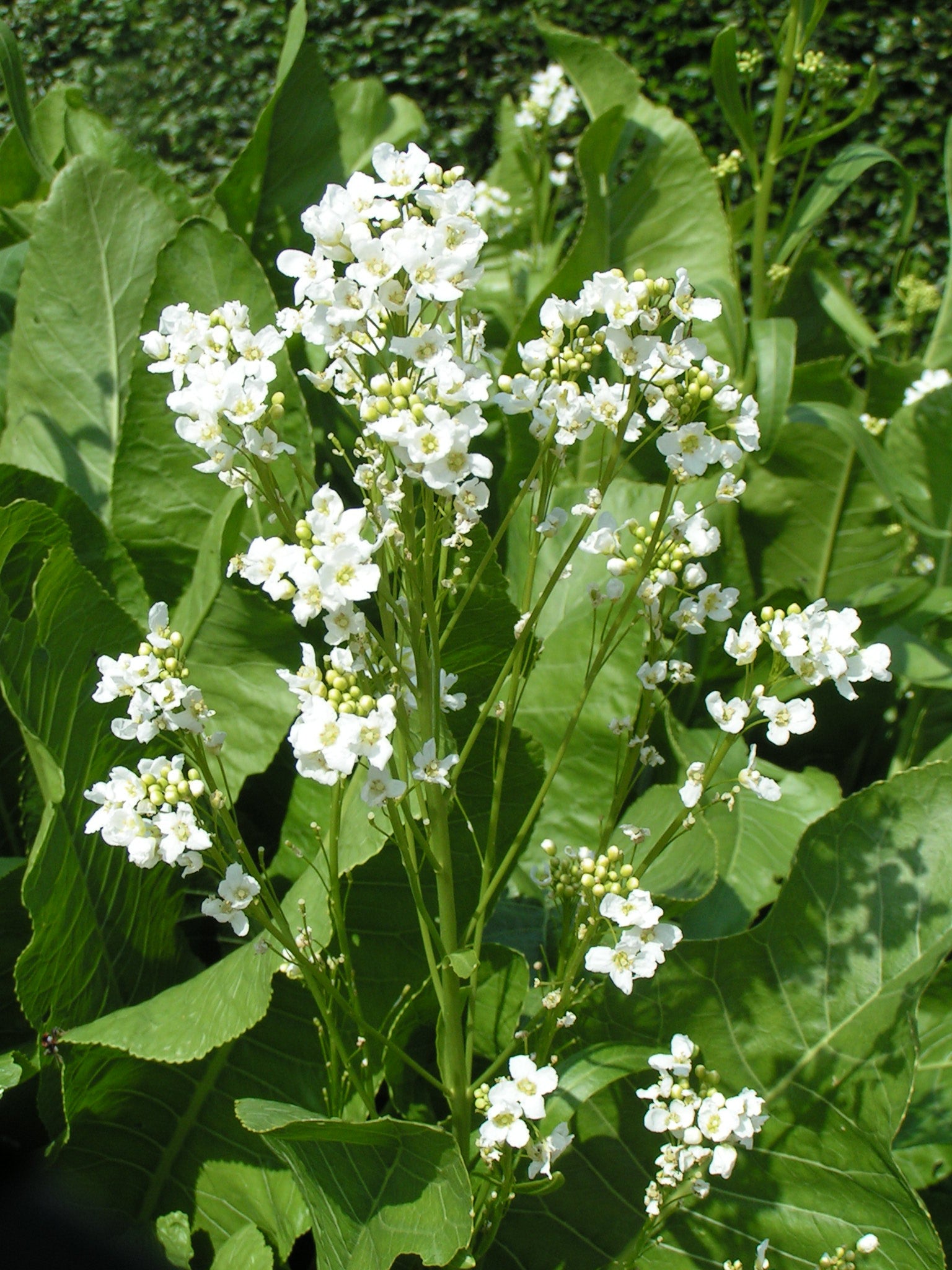 Wild Edible of the Week - Week 2 - "Horseradish"
