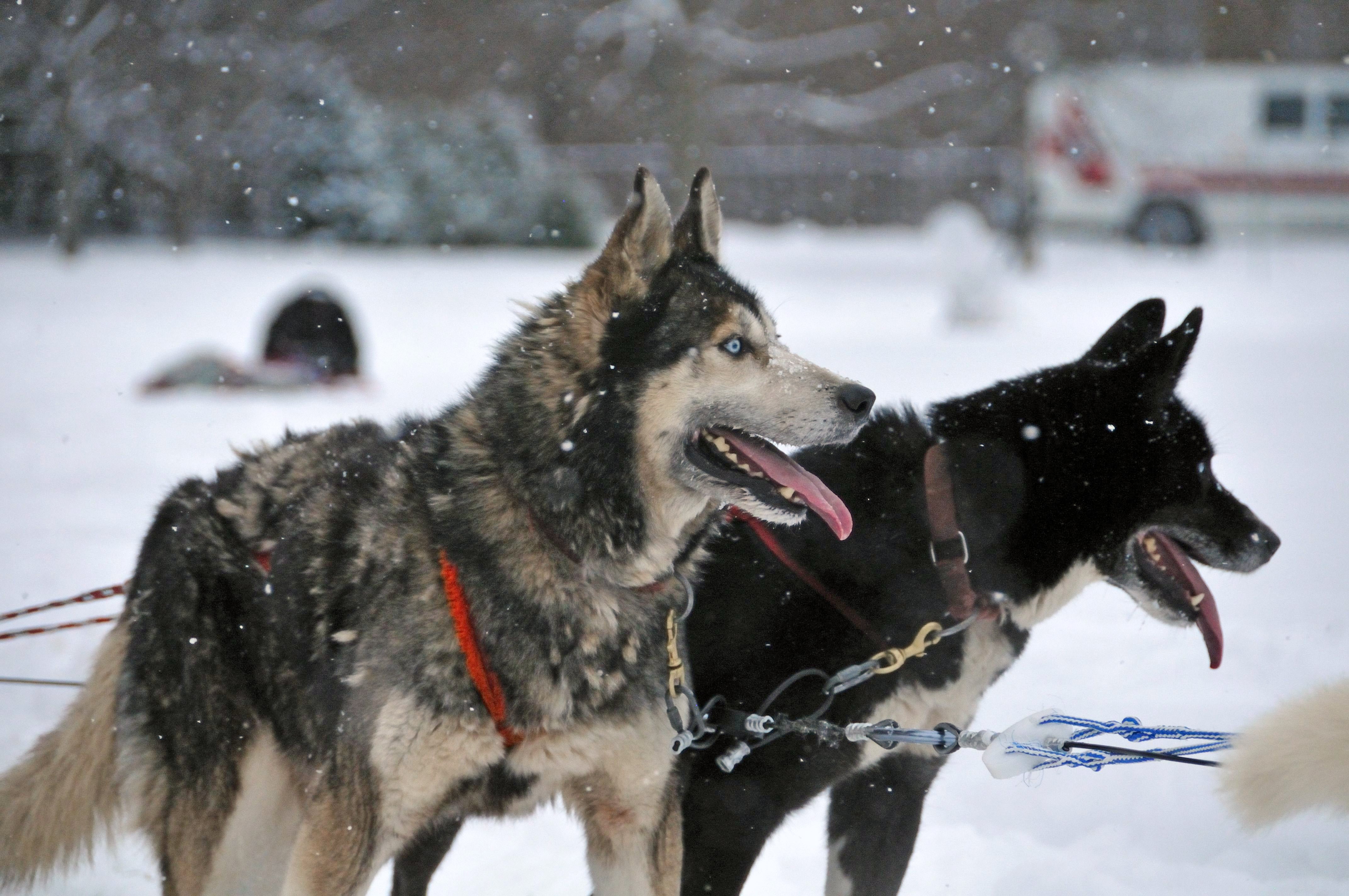 The Good Companion's Guide To Dog Walking
