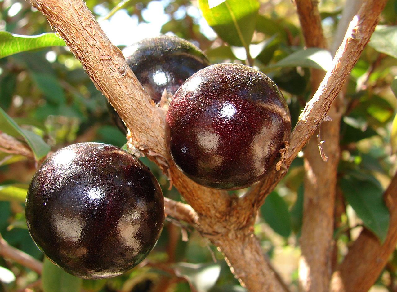 Tropical Wild Edibles - Jabuticaba