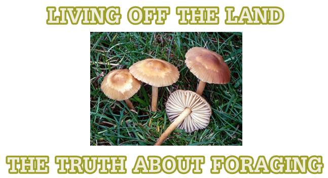 The Truth About Living Off Of The Land