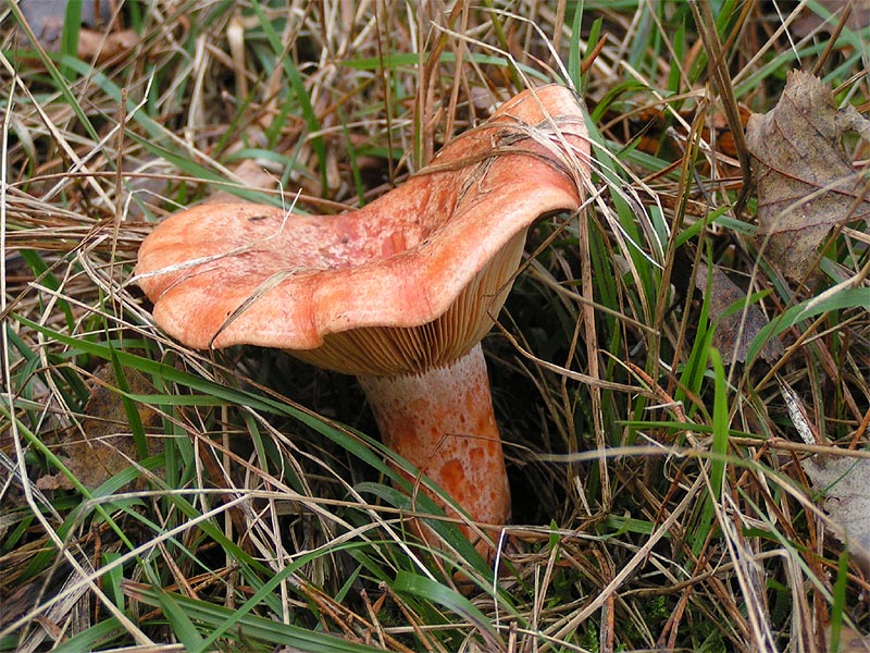 Wild Edible of the Week - Week 31 - "Saffron Milk Cap"