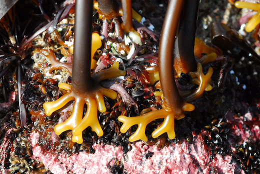 Wild Edible Of The Week - Week 44 " Kelp"