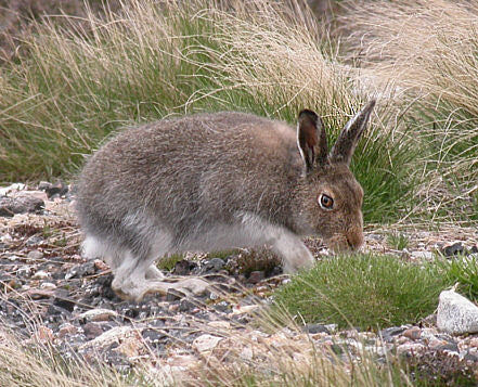 A Guide To British Fauna - The Mountain Hare