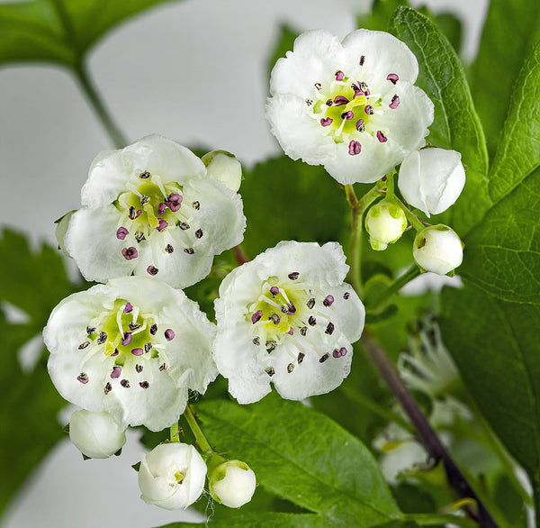 Wild Edible Of The Week - Week 9 - "Hawthorn"