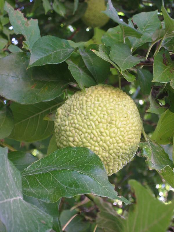 Tropical Wild Edibles - Osage Orange