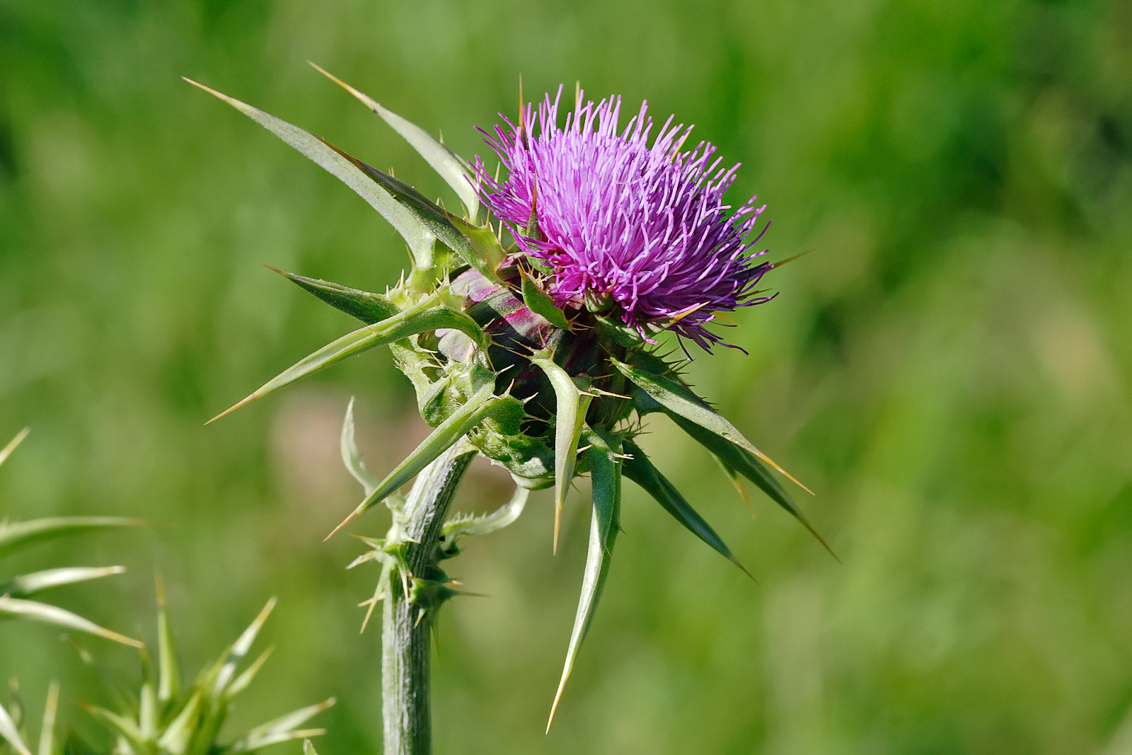 Wild Edible Of The Week 47 "Milk Thistle"
