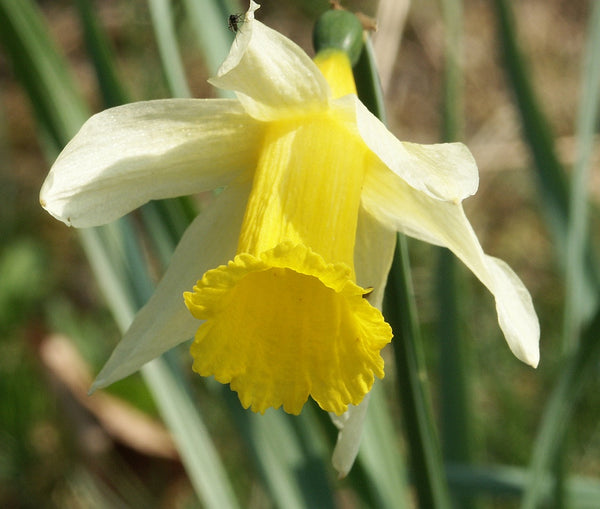 Wild Poisonous Plant Of The Week 13 - The Daffodil