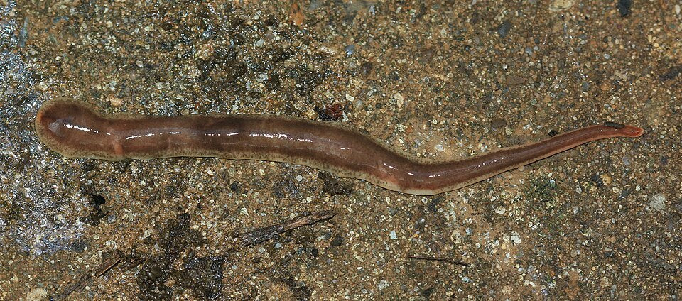 The New Zealand Flatworm