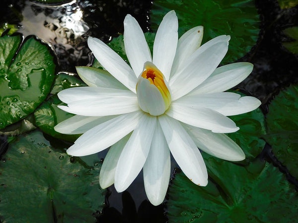 Tropical Wild Edibles - Water Lily
