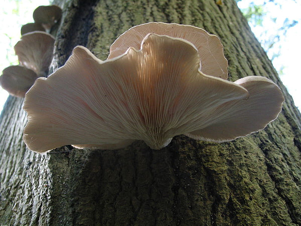 WIld Edible Of The Week - Week 41 "Oyster Mushroom"