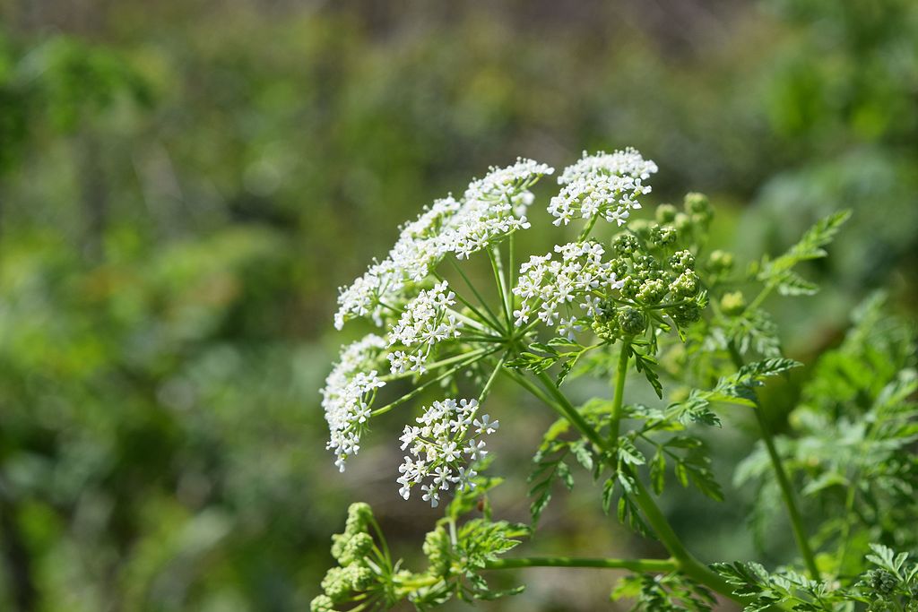 WIld Plant Of The Week 4 - Poison Hemlock