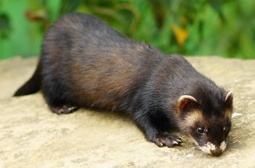 A Guide To British Fauna - The European Polecat