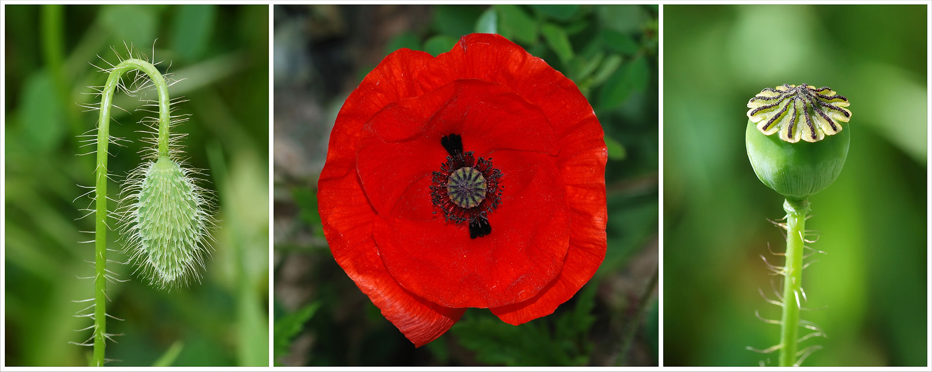 Wild Edible Of The Week - Week 28 - "Poppy"