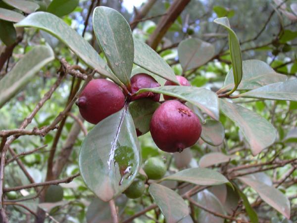 Tropical Wild Edibles - Strawberry Guava