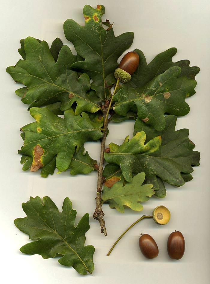Tree Top Guide - The Great Oak