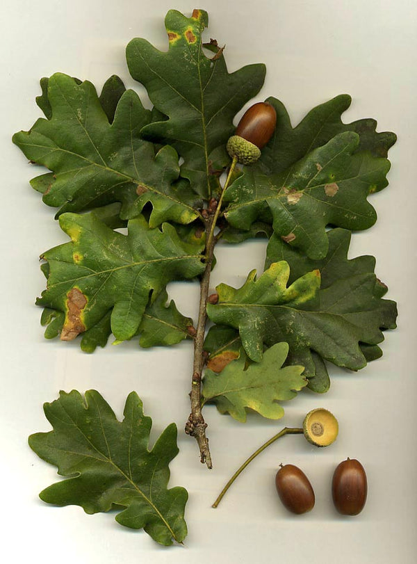 Tree Top Guide - The Great Oak