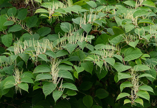 Wild Edible Of The Week - Week 43 "Japanese Knot Weed"