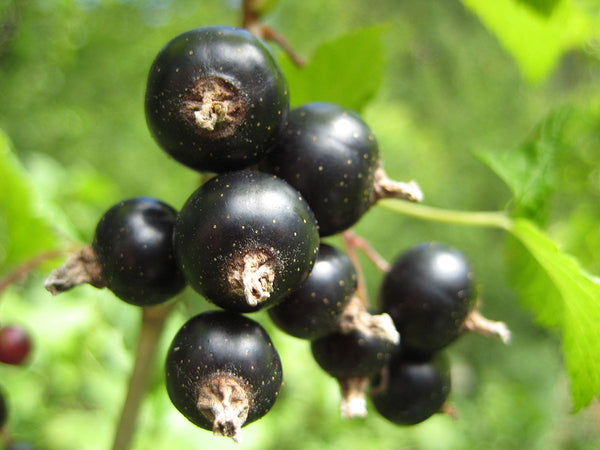 Wild Edible Of The Week - Week 18 - "Blackcurrant"