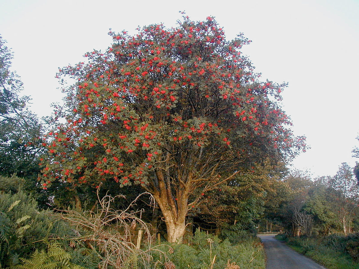 Wild Edible Of The Week - Week 33 "Rowan"