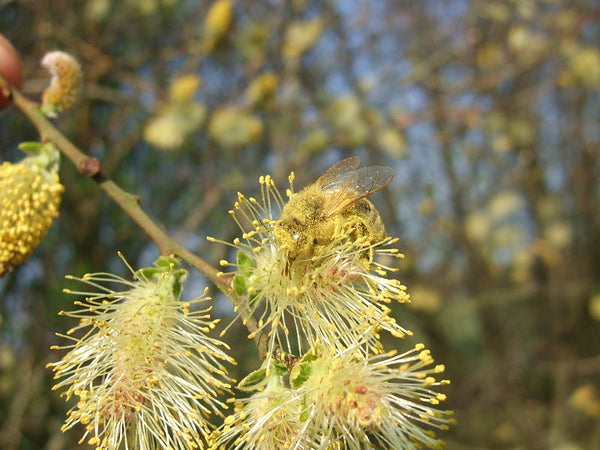 Tree Top Guide - Willow