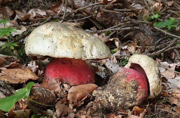 Wild Poisonous Plant Of The Week 12 -Satan's Bolete