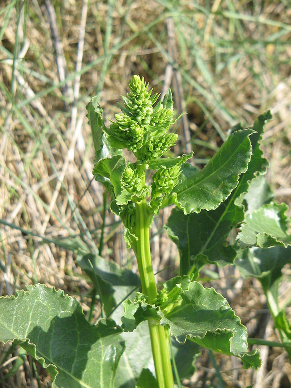 Wild Edible Of The Week - Week 8 - "Sea Beet"