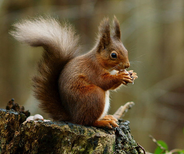The Red Squirrel - A guide to british fauna