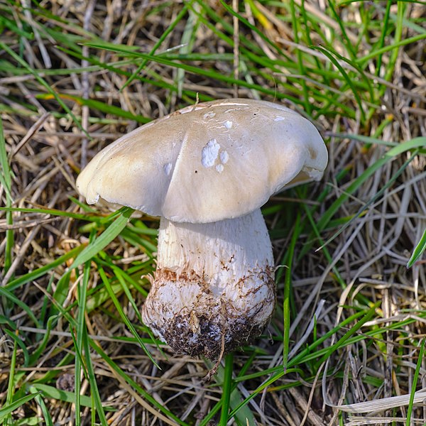 Wild Edible Of The Week - Week 13 - "St. George's Mushroom"