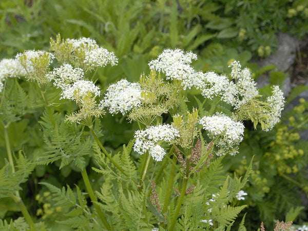 sweet cicely wild edible foragging