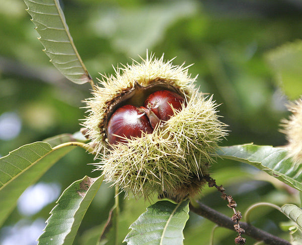 Wild Edible Of The Weeek - Week 34 "Sweet Chestnut"