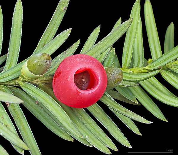 Tree Top Guide - English Yew