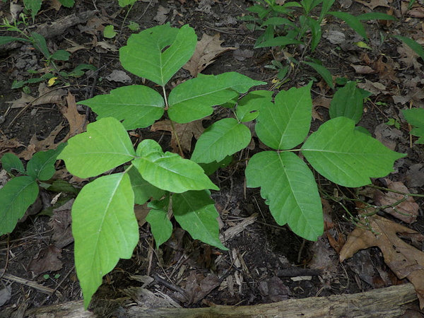 Wild Plant Of The Week 3 - Poison Ivy