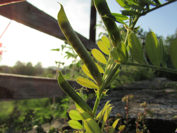 Wild Edible Of The Week 50 "Vetch"