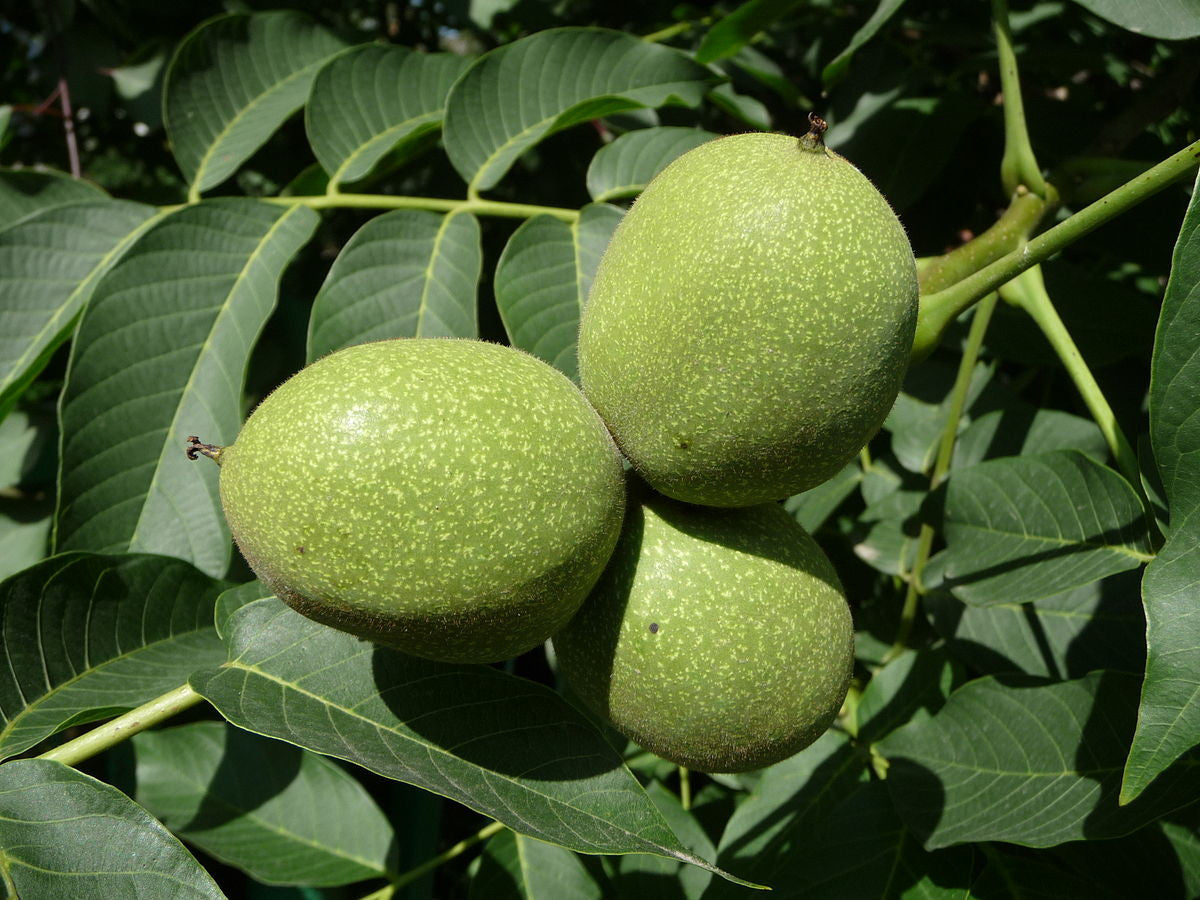 Wild Edible Of The Week - Week 19 - "Green Walnut"
