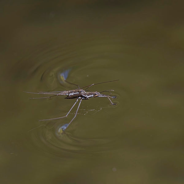 Did you know... You can find water using insects!