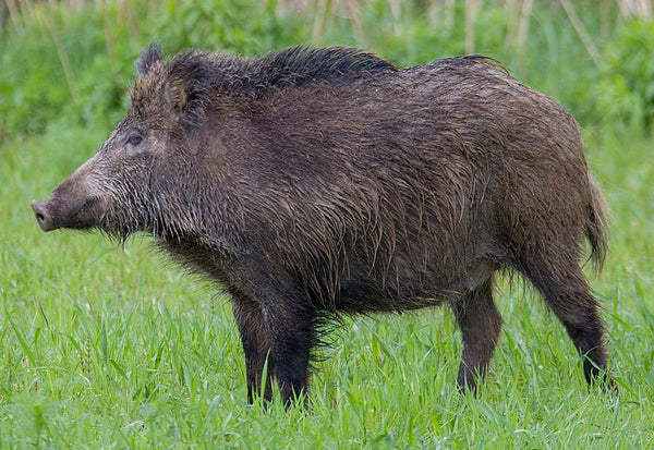 A Guide To British Fauna - The Wild Boar