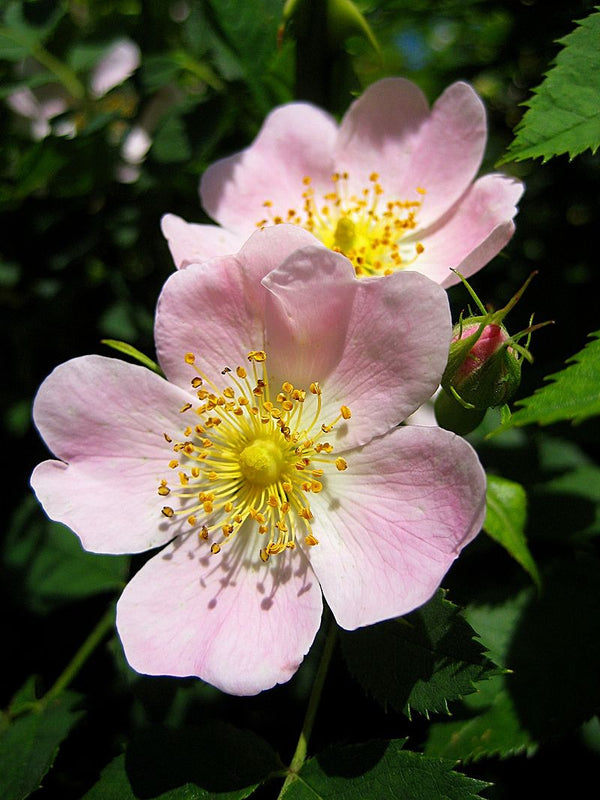 Wild Edible Of The Week - Week 16 - "Wild Rose Flower"