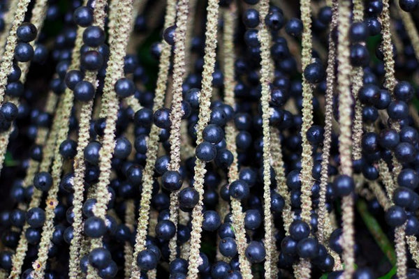 Tropical Wild Edibles - Acai Berries