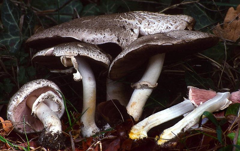 Wild "Poisonous" Plant Of The Week 7 -The Inky Mushroom