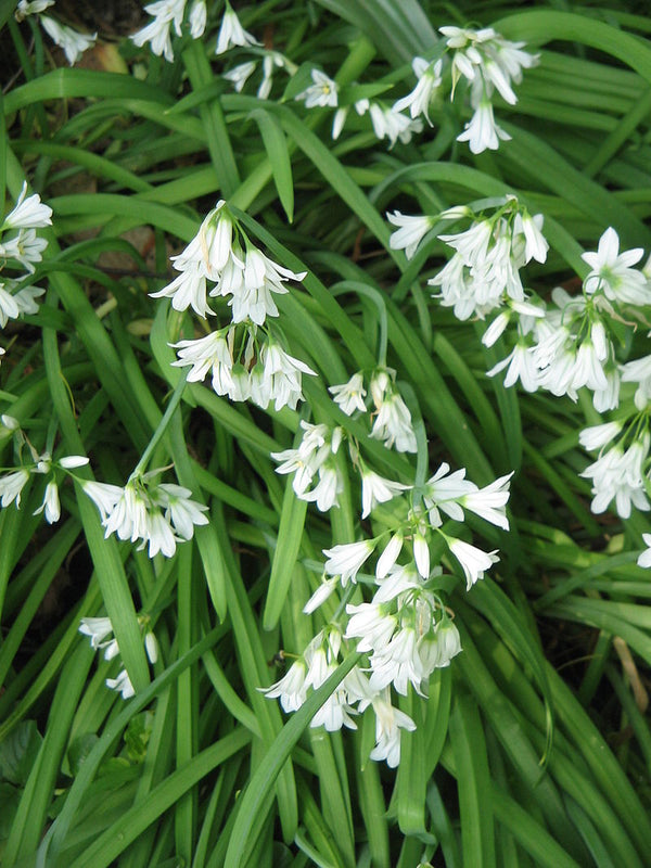 Wild Edible of the Week 52 "Three Cornered Leek"
