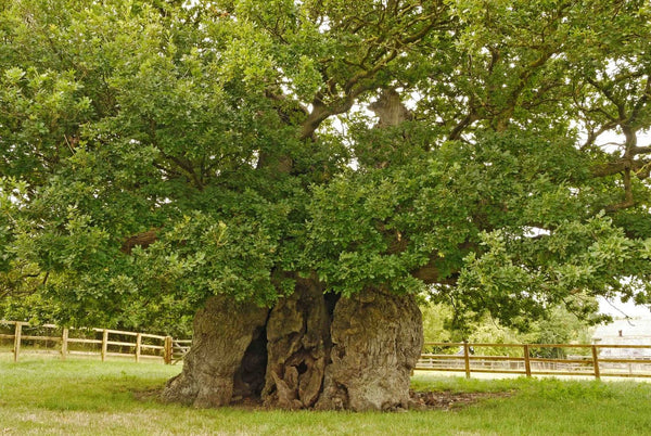 Britain's Ancient Trees - The Common Oak Tree Revisited