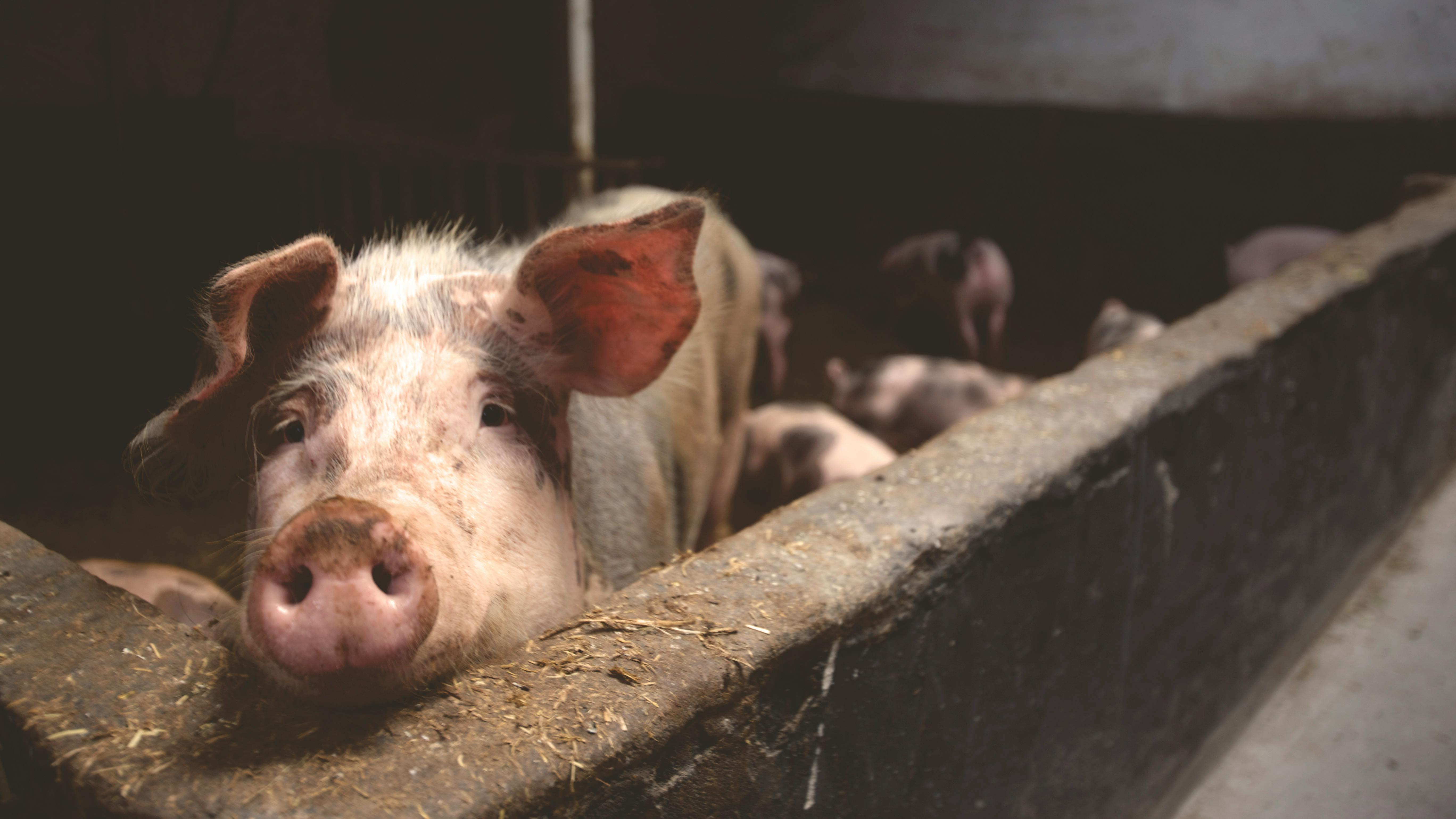Pig Farming Under Potential Imminent Attack in the UK