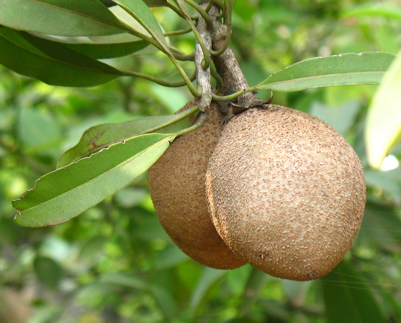 Tropical Wild Edibles- The Sapodilla
